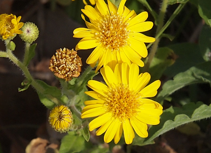 [Looking down on four flower buds at the end of the stems. Two buds on the right are fully blooming yellow flowers with thick yellow centers. Each flower has more than twenty petals with rounded ends. On the left are the center remnants of a bloom and one tightly closed bloom which only has the very tips of the petals just starting to open from the bud.]